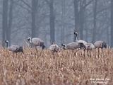 Kraanvogels Hamont